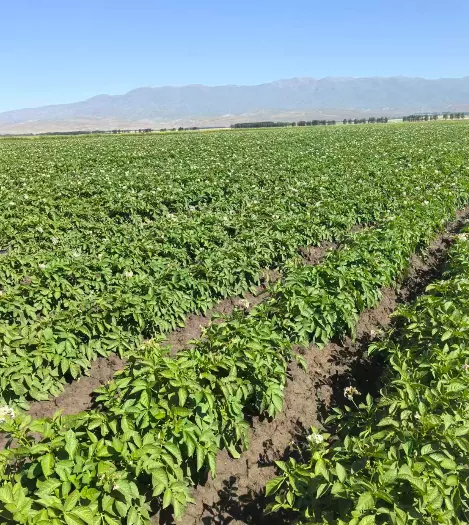 Hur säkerställer Xinjiang Wenxing potatisindustrin råmaterialförsörjningen via vårpotatisplantering 2026?